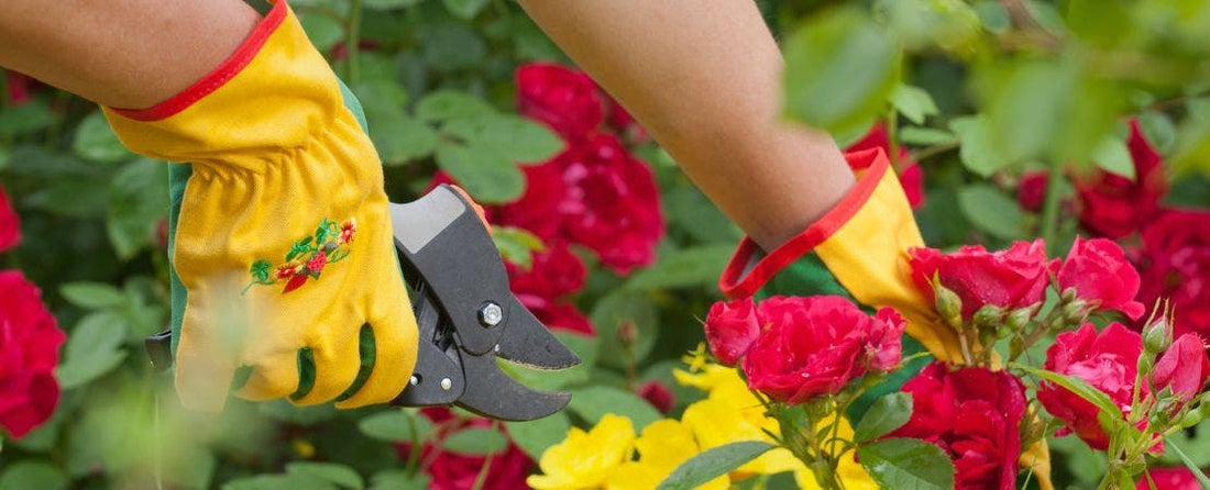 How to Prune Roses