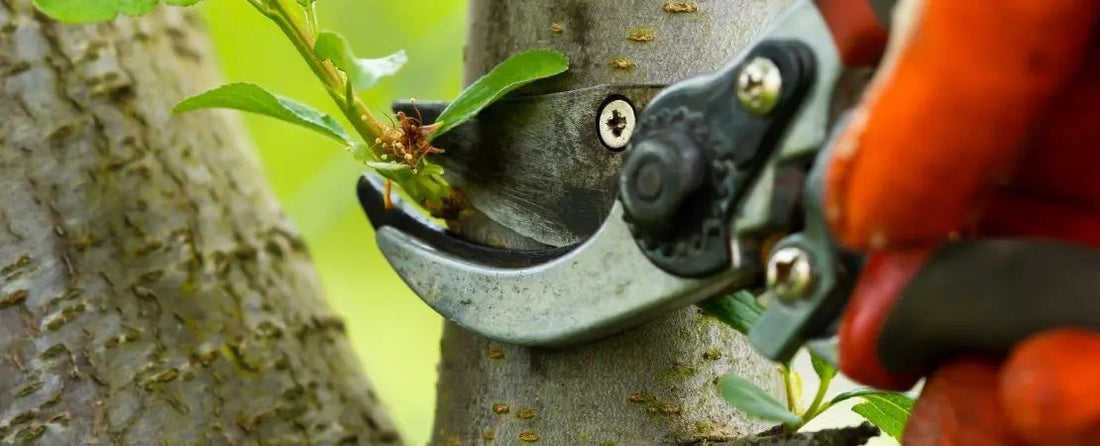 What to Prune in Spring and Fall