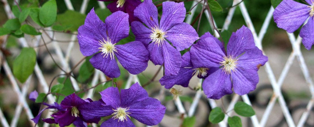 Flowering Vines that Climb