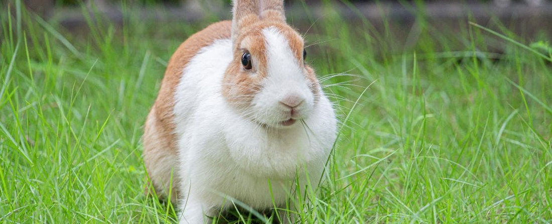 Plants for Your Rabbit Repellant Garden