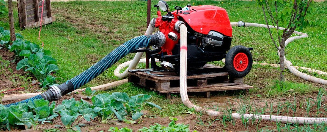 How to Handle Excessive Rain in the Garden