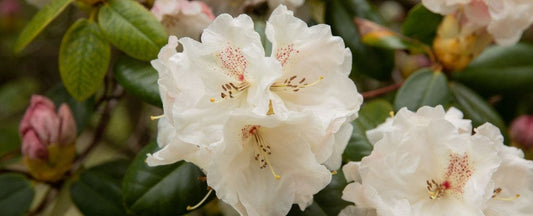 The Differences Between Rhododendron and Azalea