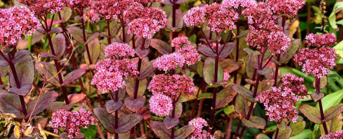 Guide to Growing and Caring for Sedum Plants