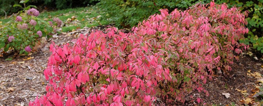 New Burning Bush Variety! Euonymus Fire Ball Seedless