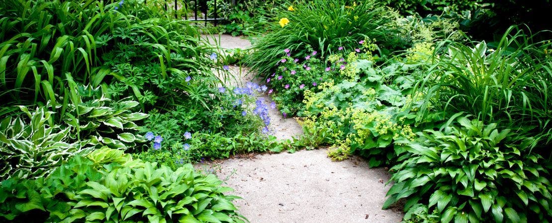 Best Low-maintenance Ground Covers for Shady Garden Spots – Wayside Gardens