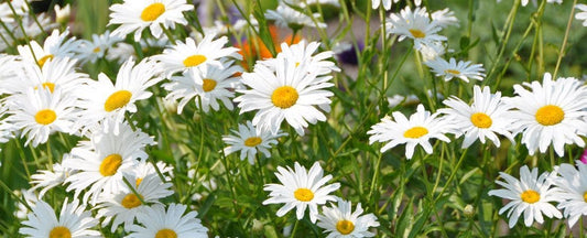 Guide to Growing Leucanthemum: Organic Care for Shasta Daisy