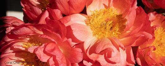 Why I Choose Signature Series Plants from Wayside Gardens