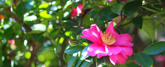 How to Have a Traditional Southern Garden