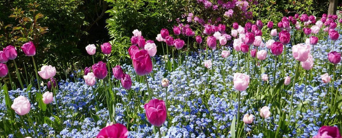 Your Garden Guide to Spring Flowering Bulbs to Plant in Fall – Wayside ...