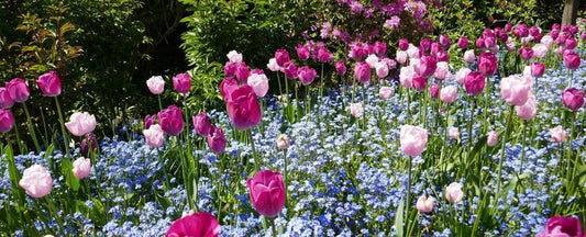 Your Garden Guide to Spring Flowering Bulbs to Plant in Fall