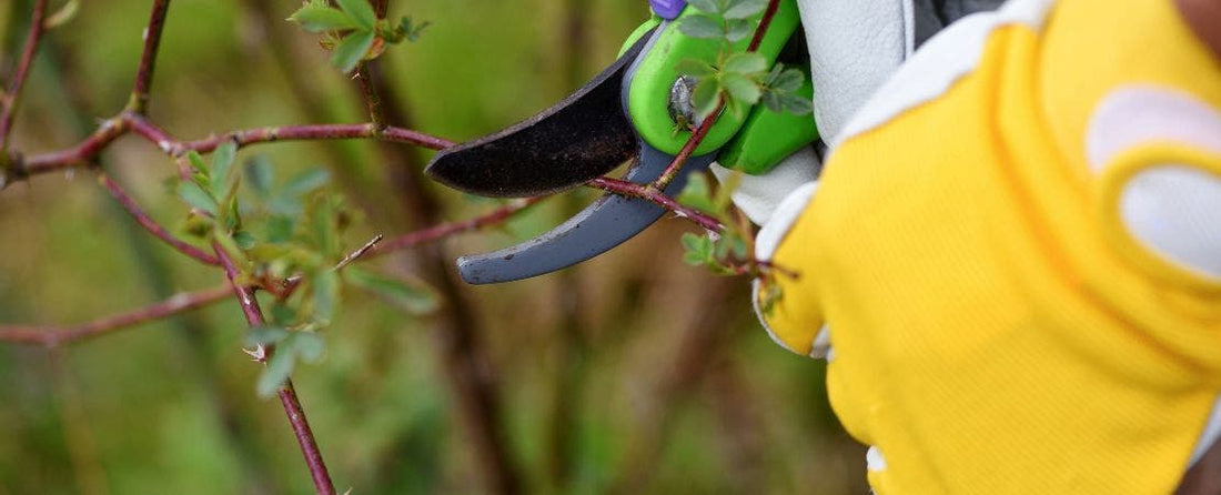 Spring Garden Clean-Up: Rose Pruning