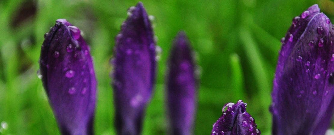 How to Plant Spring-Blooming Bulbs