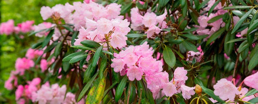 When and How to Prune Azalea