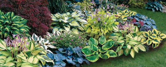 The Science of Plant Colors