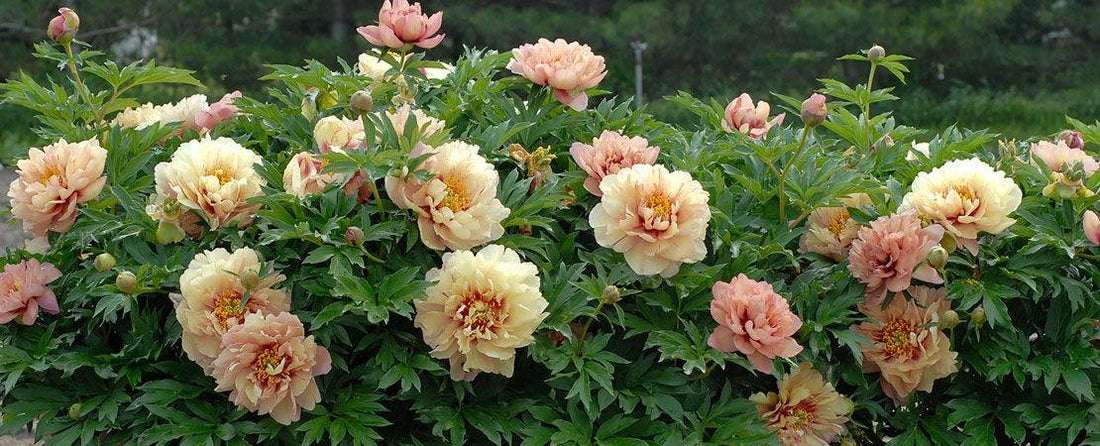 Tips for Peony Perfection With this Heirloom Shrub