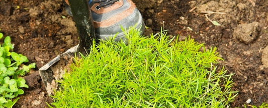 The Best Time to Transplant Perennials