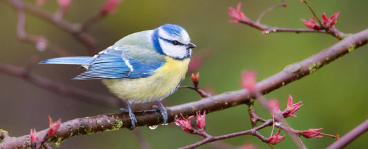 Best Trees to Attract Birds: Shelter, Food & Nesting Support