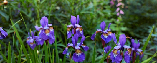 Tips for Choosing the Best Type of Iris Flowers for Your Garden