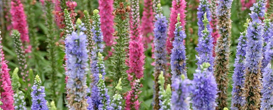 All About Speedwell Veronica