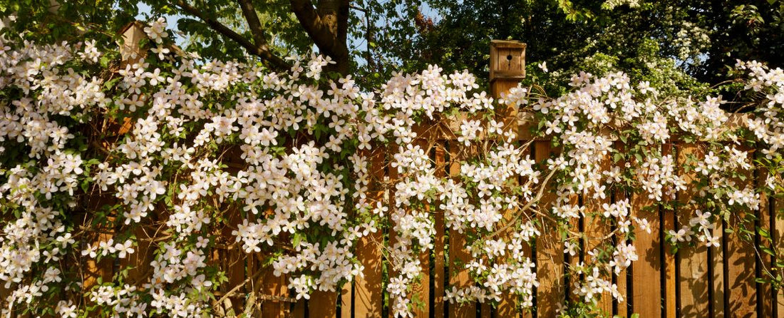 Vertical Gardening: Growing Up with Living Walls and Trellised Plants