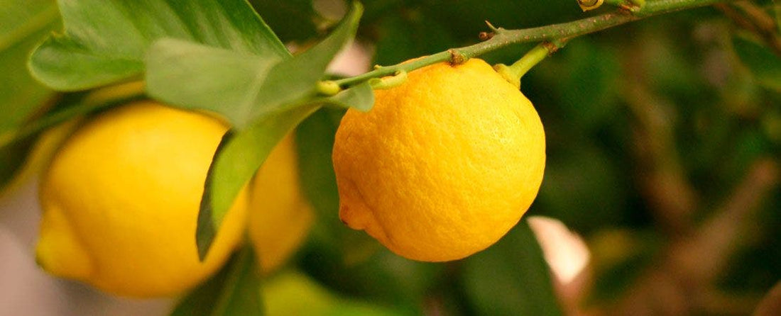 What is a Grafted Plant: The Basics