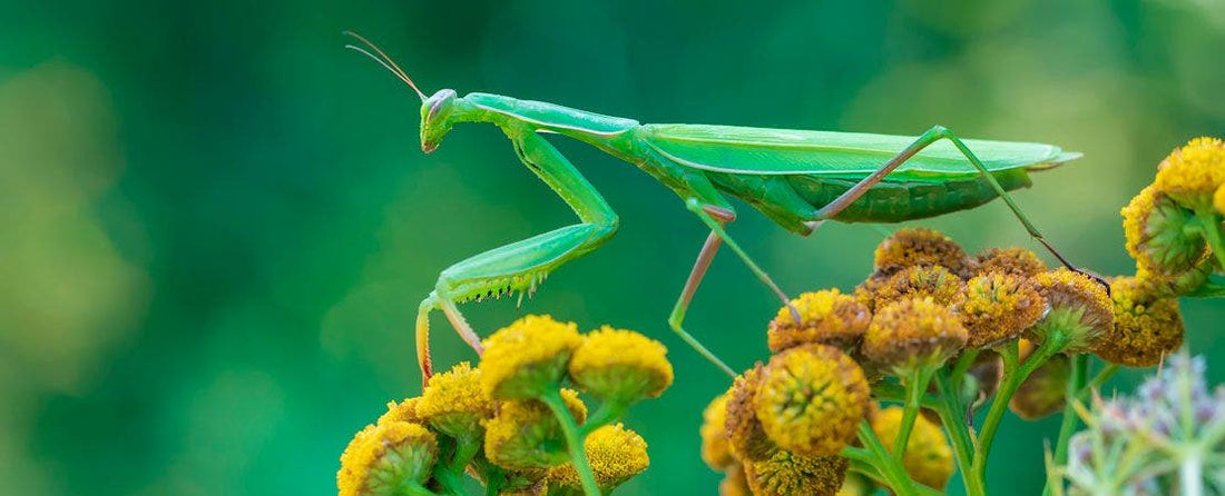 Secrets to a Chemical-Free Garden