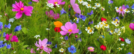 What Are Wildflowers, Native Plants, and Garden Flowers?