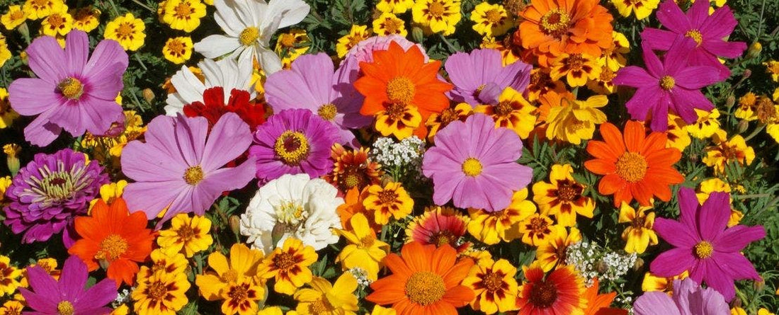 Remember Nature's Wildflowers When Planning Your Garden