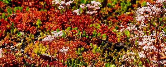 Xeriscape Ideas and Plants to Conserve Water in the Garden