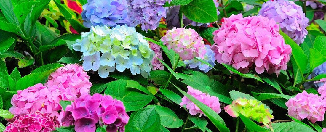 How to Adjust Hydrangea Colors