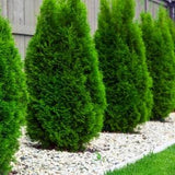 Trees Signature Series