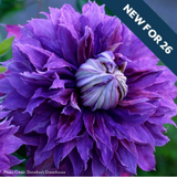 New Perennials