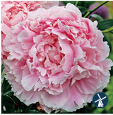 Perennials Signature Series