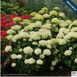 New Shrubs