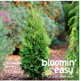 Bloomin' Easy® Trees