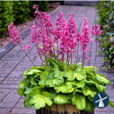 Plants Under $20