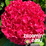Bloomin' Easy® Shrubs