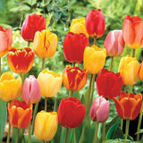 Bulbs Must-Haves