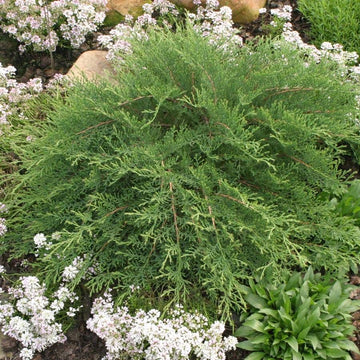 Evergreen Trees, Shrubs, Bushes & More | Wayside Gardens – Page 2