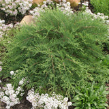 Evergreen Plants