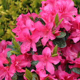 Shrubs Must-Haves