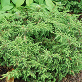 Conifer Plants
