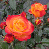 Full Sun Shrubs