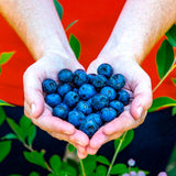 Fruit Must-Haves