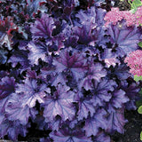 Part Shade Perennials