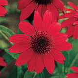 Deer-Resistant Perennials & Plants