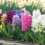 Bulbs Signature Series