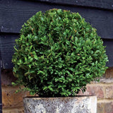Evergreen Shrubs