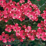Flowering Trees