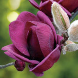 Flowering Trees